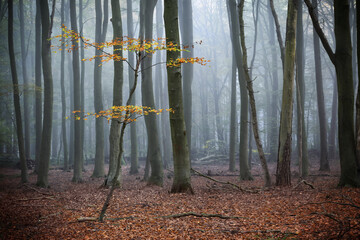 Small thin tree with the last orange autumn leaves between bare beech trunks in a misty forest,...