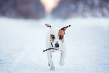 Dog walking at winter