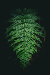 Delicate green ferns thriving in the shady, cool forest, adding a touch of magic to the woodland floor. Nature’s intricate design up close.