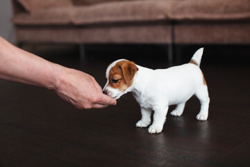 Owner gives a treat to a little Dog at home