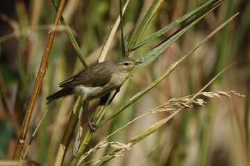 chiffchaff warbler (Phylloscopus collybita)