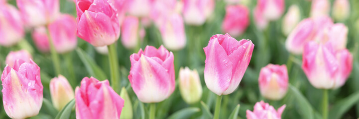 Gentle pink tulip flowers bloom on large flowerbed in garden