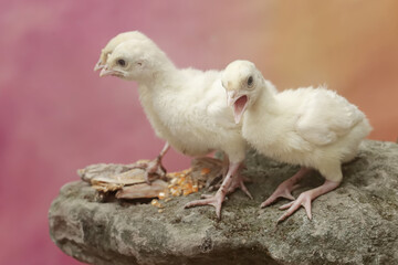 Two week-old turkey chicks are eating corn on a moss-covered rock. This bird, which is usually bred by humans for meat consumption, has the scientific name Meleagris gallopavo.
