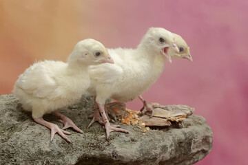 Three one-week-old turkey chicks are eating corn on a moss-covered rock. This bird, which is usually bred by humans for meat consumption, has the scientific name Meleagris gallopavo.