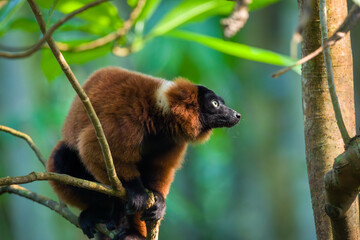 Fototapeta premium Red ruffed lemur, Masoala Hall Zurich Zoo, sitting on a branch