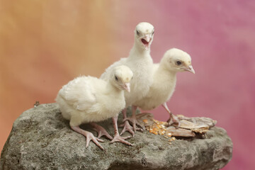 Three one-week-old turkey chicks are eating corn on a moss-covered rock. This bird, which is usually bred by humans for meat consumption, has the scientific name Meleagris gallopavo.
