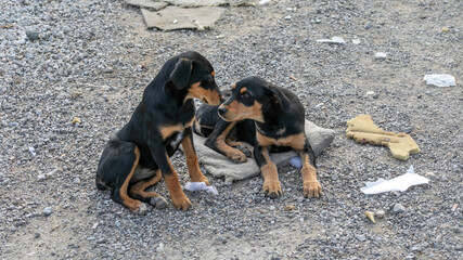 Two abandoned puppies sit on a gravel ground, symbolizing the issue of stray dogs and animal welfare