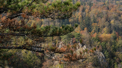 Scenic autumn forest with colorful foliage and pine tree branches, symbolizing the beauty of nature and the fall season