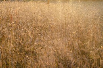 A field with spikelets at sunset. The golden hour.Beautiful summer sunset. The design of the background, template, screensaver, cover, postcard.