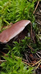 Mushrooms in the forest