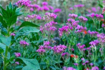 Taubenschwänzchen mkit Nelken-Leimkraut