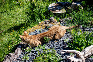 Savannah Kater im Naturgarten