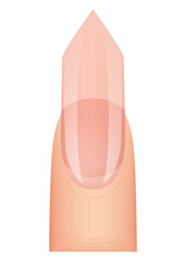 Nail shape manicure. Type of fingernail extension. Professional manicure template. Salon fashion type trend. Vector cartoon nail art on white background