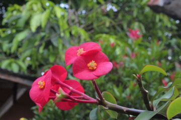 red and yellow flower