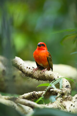 Red weaver bird waiting for the female bird, Masoala hall Zoo Zurich