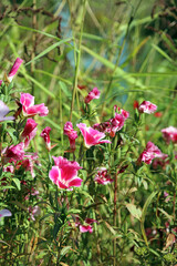 Obraz premium Patch of Satin flower blooms, Suffolk England