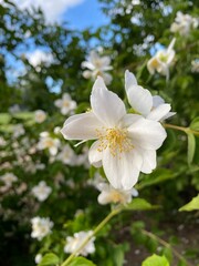 apple tree blossom