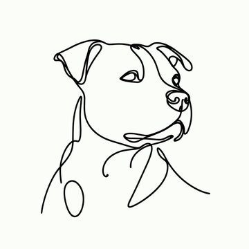American Staffordshire Terrier dog 