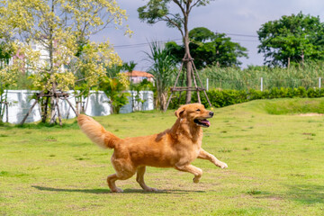 Happy Golden Retriever dog breed running and playing ball at pets friendly dog park. Domestic dog...