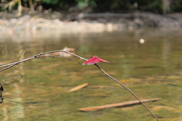 red dragonfly on a branch with river water in the background in a side photo 