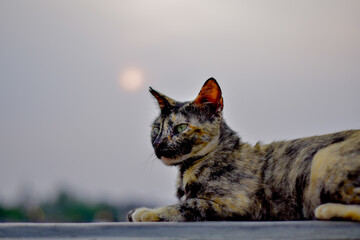 A black gray cat is sitting against the sky background