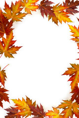 Fototapeta premium Autumnal maple leaves on a white background with space for text. Top view, flat lay