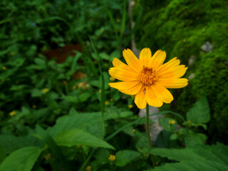 A vibrant yellow Wedelia flower, or Sphagneticola trilobata, blooms against lush green foliage. Its petals shine a rich golden hue, with a darker center adding striking contrast.