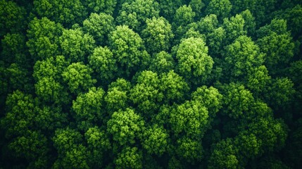 Naklejka premium Aerial View of Vibrant Deciduous Forests in Seasons