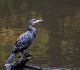 Cormorant perched by a tranquil lake.