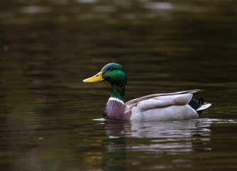 Mallard duck swimming in calm water.