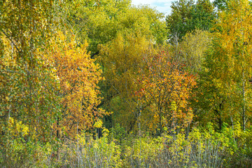Autumn landscape with yellow and red foliage of trees as a background.