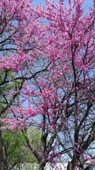 Wild peach blossoms in the park
