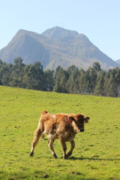 Ternero pastando en la sierra del Cuera