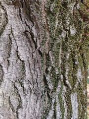 Tree bark texture