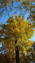 The beautiful Wshington DC city view in autumn
