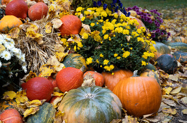 Autumn decoration with various types of pumpkins and colorful chrysanthemum flowers