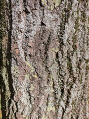 Fototapeta premium bark of a tree