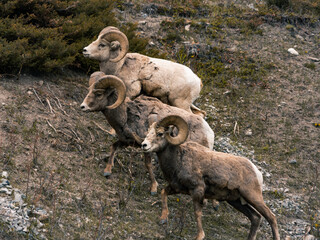 sheep in the mountains