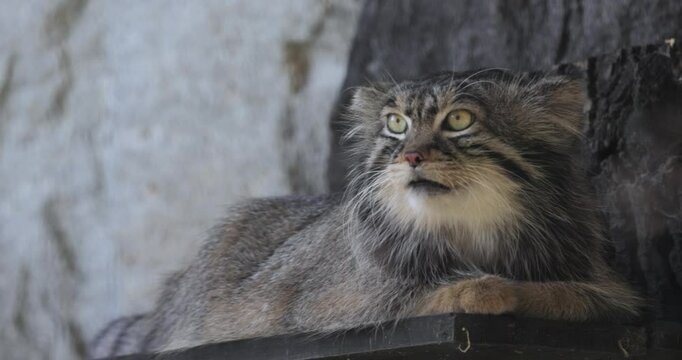 Pallas's cat (Otocolobus manul), also known as the manul, is a small wild cat with long and dense light grey fur, and rounded ears set low on the sides of the head.