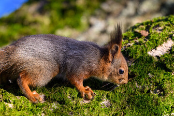 A squirrel cautiously approaches a mossy branch in a forest, highlighting its agility and curiosity as the soft morning light filters through the trees