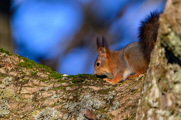 A squirrel cautiously approaches a mossy branch in a forest, highlighting its agility and curiosity as the soft morning light filters through the trees