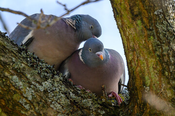 Two pigeons are comfortably perched close together on a thick tree branch, basking in the warmth of...