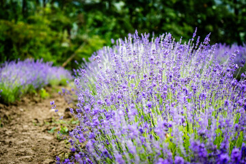 Obraz premium Detail of a lavender field