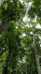 Looking up at tall trees with lush green foliage against a bright sky, capturing the beauty of a forest canopy. Perfect for nature themes, environmental projects, and backgrounds