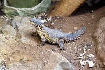 Lizard in the Desert – Germany