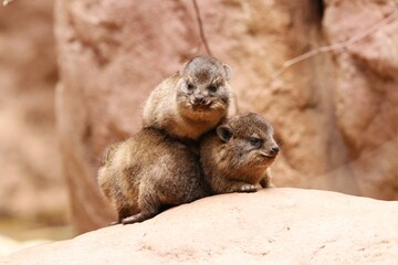 Cape hyrax family on the Ground