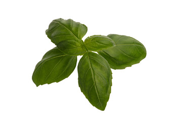 Fresh green basil isolated on white background