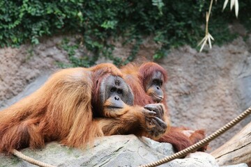 Beautiful Orang-Utan – Hamburg – Germany