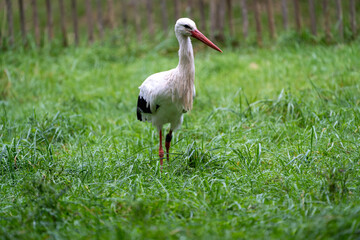 white stork in grass