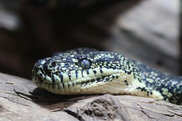 Snake is watching you – Germany